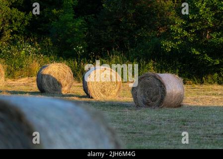 Fieno dopo la falciatura e l'essiccazione. Fieno pressato in balle nel prato. Foto Stock