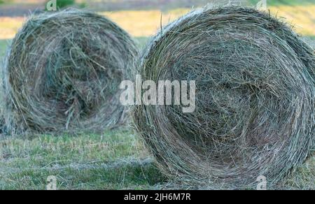 Fieno dopo la falciatura e l'essiccazione. Fieno pressato in balle nel prato. Foto Stock