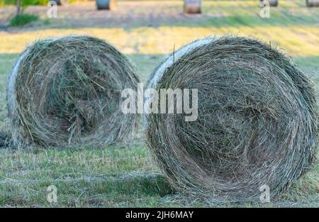 Fieno dopo la falciatura e l'essiccazione. Fieno pressato in balle nel prato. Foto Stock