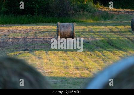 Fieno dopo la falciatura e l'essiccazione. Fieno pressato in balle nel prato. Foto Stock