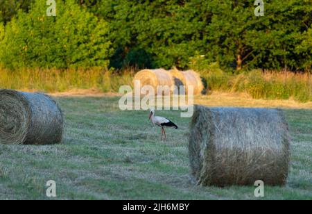 Fieno dopo la falciatura e l'essiccazione. Fieno pressato in balle nel prato. Foto Stock