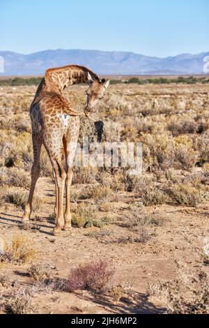 Giraffa in una savana in Sud Africa dal retro in una giornata di sole su uno sfondo blu cielo copyspace. Un animale selvatico alto con collo lungo Foto Stock