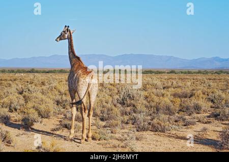 Giraffa in una savana in Sud Africa dal retro in una giornata di sole su uno sfondo blu cielo copyspace. Un animale selvatico alto con collo lungo Foto Stock