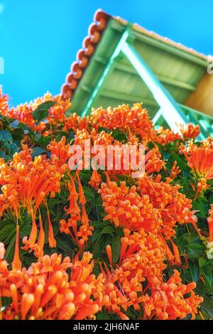 Primo piano di una vite di fiamma arancione con lussureggiante verde fogliame che cresce all'esterno in un giardino di casa dal basso. Pyrostegia venusta pianta fiorente in un cortile di un Foto Stock