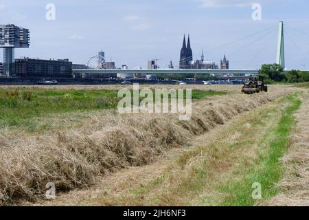 Colonia, Germania 14 luglio 2022: Lavoro agricolo nel cuore di una grande città a Poller wiesen, nella vicina cattedrale di colonia Foto Stock