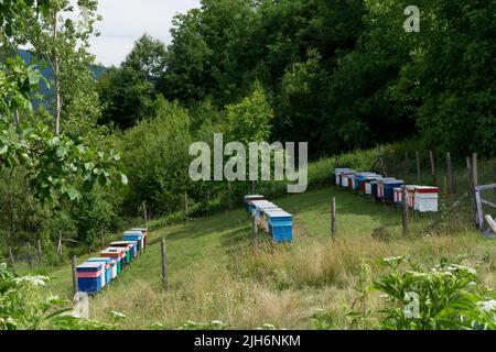 Grande apiario con molti alveari di ape in fila su un prato in natura in una giornata estiva soleggiata. Concetto di apicoltura. Primo piano, messa a fuoco selettiva Foto Stock
