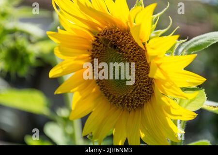 Girasoli gialli in fiore e api che raccolgono nettare dai fiori in una giornata estiva soleggiata in un giardino agricolo. Primo piano, messa a fuoco selettiva Foto Stock