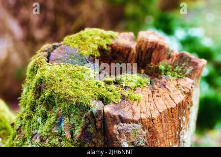 Primo piano di un vecchio tronco di quercia, in una foresta appartata. Tritato giù ceppo di albero che significa deforestazione e abbattimento di albero. Macro dettagli di legno e. Foto Stock