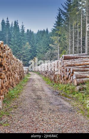 Ceppi di alberi impilati in un laminatoio di legname all'esterno in una foresta di pini coltivati in Europa. Deforestazione di pali di legno duro accanto ad uno sporco infinito Foto Stock