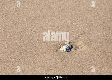 Pezzo di una conchiglia nella sabbia a bassa marea sulla costa dell'Oregon, orizzontale Foto Stock