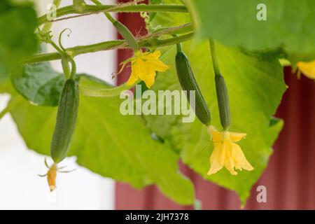 'Dita verdi F1' cetriolo, Gurka (Cucumis sativus) Foto Stock