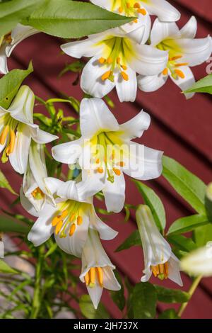 'Album' Trumpet Lily, Trädlilja (Lilium regale) Foto Stock