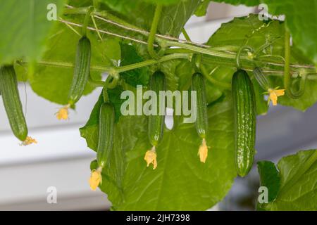 'Dita verdi F1' cetriolo, Gurka (Cucumis sativus) Foto Stock