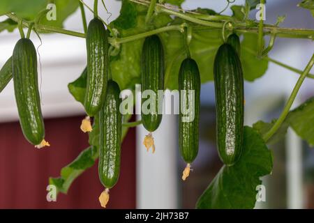 'Dita verdi F1' cetriolo, Gurka (Cucumis sativus) Foto Stock