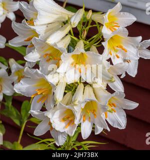 'Album' Trumpet Lily, Kungslilja (Lilium regale) Foto Stock