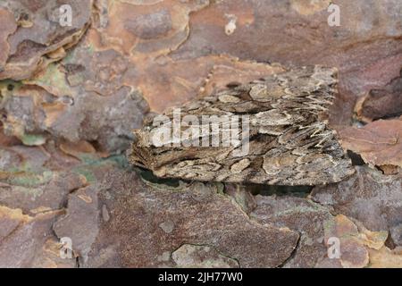 Primo piano sugli archi scuri owlet Moth, Atamea monoglicha, seduto in legno nel giardino Foto Stock