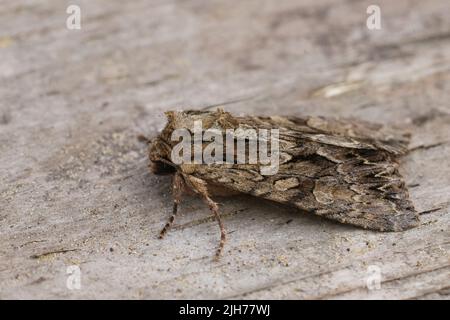 Primo piano sugli archi scuri owlet Moth, Atamea monoglicha, seduto in legno nel giardino Foto Stock