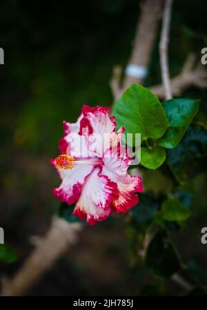 Foto di fiore tropicale conosciuto come pianta di shoeblack Foto Stock