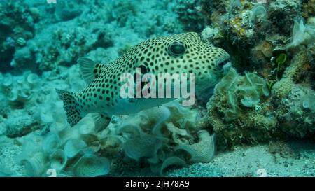 Il primo piano di pesci Pufferfish nuota vicino alla barriera corallina. Puffer (Arothron stellatus), Mar Rosso, Egitto Foto Stock