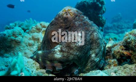 Ritratto di Octopus rosso grande siede sulla barriera corallina. Comune Reef Octopus (Octopus cianea), primo piano. Mar Rosso, Egitto Foto Stock