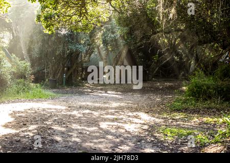 La luce del sole filtra attraverso la tettoia della Foresta di Knysna, Sudafrica, in un campo isolato. Foto Stock