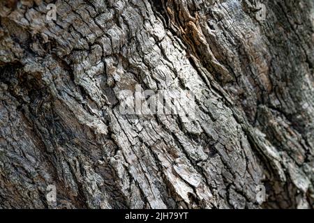 tessuto ad alta risoluzione o sfondo di peeling, crosta, corteccia, crosta di un olivo Foto Stock