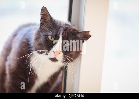 Il gatto bianco e nero con un orecchio strappato si trova in una porta Foto Stock