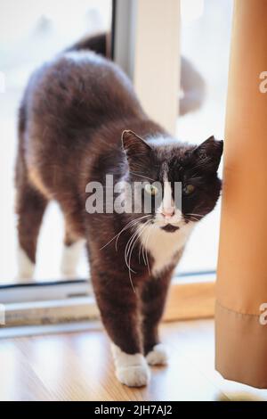 Il gatto bianco e nero con un orecchio strappato si trova in una porta Foto Stock