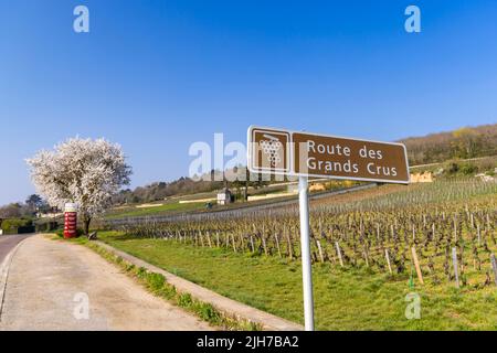 Strada del vino (Route des Grands Crus) nei pressi di Beaune, Borgogna, Francia Foto Stock