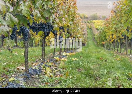 Uve Blu Cabernet Moravia in vigna d'autunno, Moravia meridionale, Repubblica Ceca Foto Stock