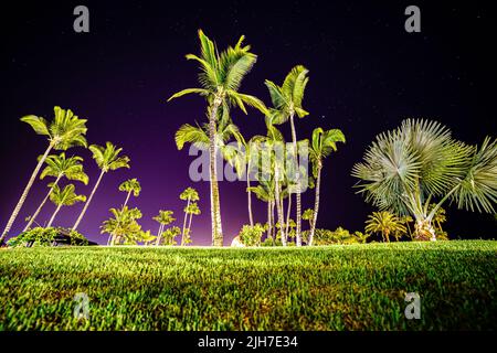 foto notturna dell'isola con alte palme sul cielo pieno di stelle e primo piano di terreno coperto di erba verde. Foto Stock