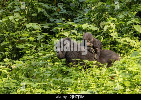 Gorilla femminile adulta con bambino, Gorilla beringei beringei, nella rigogliosa vegetazione della foresta impenetrabile di Bwindi, Uganda. Membri della famiglia Muyambi Foto Stock