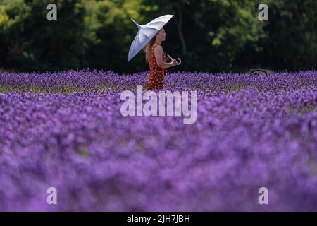 Banstead, Surrey, Regno Unito. 16th luglio 2022. Tempo UK: I visitatori godono le file vivide di lavanda organica attualmente in piena fioritura sulla Mayfield Lavender Farm durante l'onda di calore in corso nel Regno Unito con temperature che si prevede raggiungeranno 39C nei prossimi giorni. Credit: Guy Corbishley/Alamy Live News Foto Stock