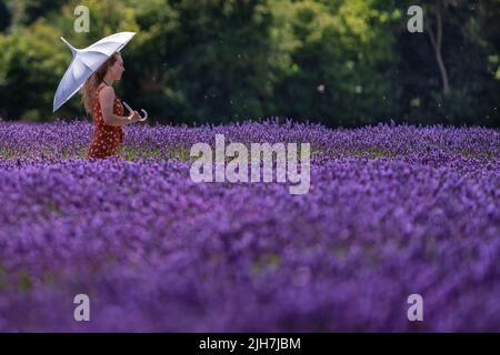 Banstead, Surrey, Regno Unito. 16th luglio 2022. Tempo UK: I visitatori godono le file vivide di lavanda organica attualmente in piena fioritura sulla Mayfield Lavender Farm durante l'onda di calore in corso nel Regno Unito con temperature che si prevede raggiungeranno 39C nei prossimi giorni. Credit: Guy Corbishley/Alamy Live News Foto Stock