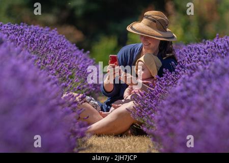 Banstead, Surrey, Regno Unito. 16th luglio 2022. Tempo UK: I visitatori godono le file vivide di lavanda organica attualmente in piena fioritura sulla Mayfield Lavender Farm durante l'onda di calore in corso nel Regno Unito con temperature che si prevede raggiungeranno 39C nei prossimi giorni. Credit: Guy Corbishley/Alamy Live News Foto Stock