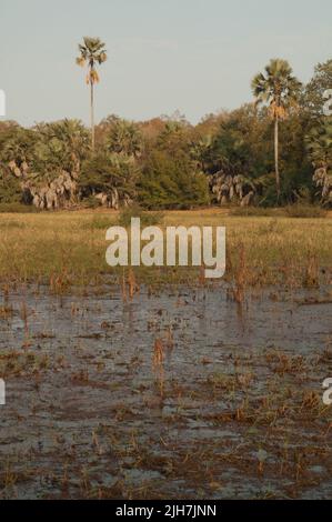 Laguna e foresta nel Parco Nazionale di Niokolo Koba. Tambacounda. Senegal. Foto Stock