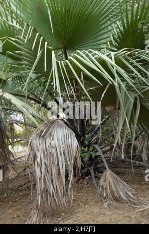 Palma nel Parco Nazionale Niokolo Koba. Tambacounda. Senegal. Foto Stock