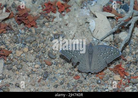 Guineafowl farfalla Hamanumida daedalus nel Parco Nazionale Niokolo Koba. Tambacounda. Senegal. Foto Stock