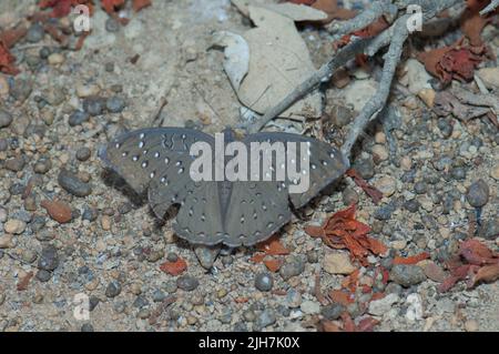 Guineafowl farfalla Hamanumida daedalus nel Parco Nazionale Niokolo Koba. Tambacounda. Senegal. Foto Stock