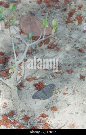 Guineafowl farfalla Hamanumida daedalus nel Parco Nazionale Niokolo Koba. Tambacounda. Senegal. Foto Stock