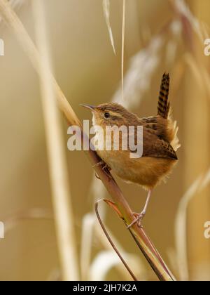 Mountain Wren - Troglodytes solstitialis uccello in Troglodytidae, trovato nelle Ande del nord-ovest Argentina, Bolivia, Colombia, Ecuador, Perù e wes Foto Stock