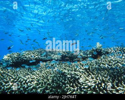 Indonesia Alor Island - barriera corallina con pesci Foto Stock