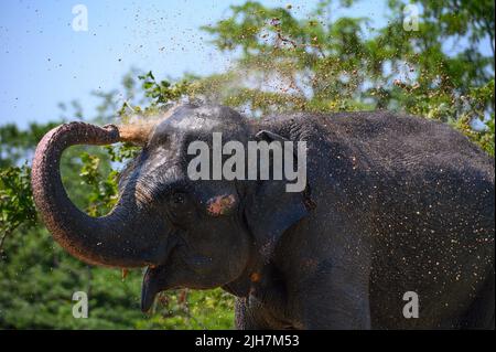 L'elefante asiatico versa l'acqua su se stesso dal tronco. Verticale. Primo piano. Foto Stock