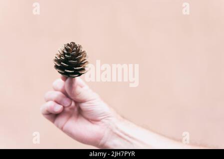 Maschio mano che tiene cono di pino piccolo Foto Stock