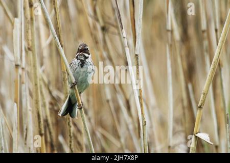 Piccolo mazzetto comune di canna appollaiato su canna Foto Stock