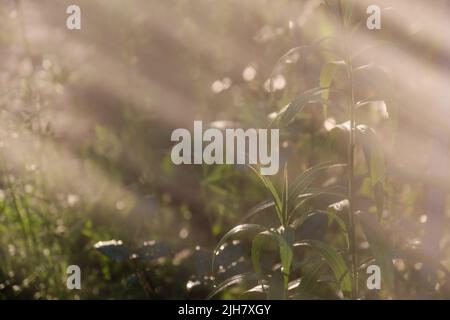 Piante da giardino al sole dietro la nebbia d'acqua sfumata al mattino Foto Stock