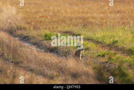 La testa di Hare alla luce del sole che sorge in estate tra l'erba sfumata, la Regione Podlasie, la Polonia, l'Europa Foto Stock