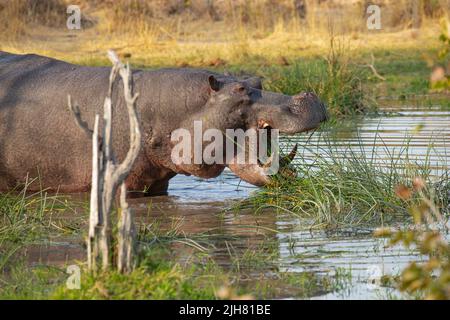 Hippopotamus (Hippopotamus anfibio) che naviga in un buco d'acqua Foto Stock