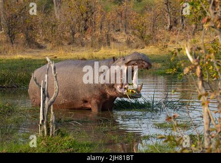 Hippopotamus (Hippopotamus anfibio) che eruttano l'erba in un pozzo d'acqua Foto Stock