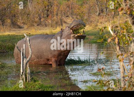 Hippopotamus (Hippopotamus anfibio) che eruttano l'erba in un pozzo d'acqua Foto Stock
